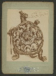 The Turtle by Leon Gandillot (La Turture) Adapted by Joseph Herbert
