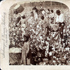 Cotton is king - A plantation scene, Georgia.