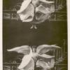 Double photograph of Loie Fuller waving her voluminous costume in wing shapes