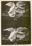 Double photograph of Loie Fuller waving her voluminous costume in wing shapes
