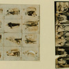 The dove of peace keysheets.