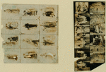 The dove of peace keysheets.