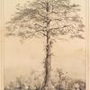 Tree rising above small houses