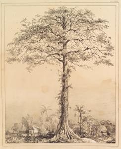 Voyage à Surinam; 