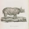 Rhinoceros of Africa