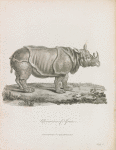 Rhinoceros of Africa