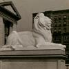 Photograph of the northerly lion in front of the library at 42nd St. and 5th Ave