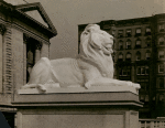 Photograph of the northerly lion in front of the library at 42nd St. and 5th Ave