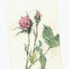 Watercolor of roses 