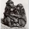 Postcard of three monkeys, Jan. 17, 1958