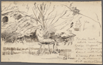 Gilchrist, H. H., Whitman at Timber Creek. Original pen drawing. Signed, dated "summer of 1878." Portrait sketch on verso.