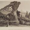 Dragon tree & peak of Teneriffe
