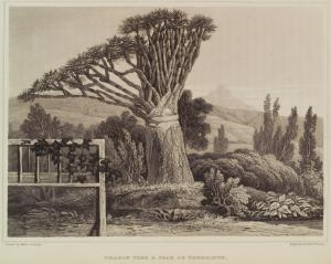 Dragon tree & peak of Teneriffe