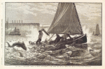 A remarkable school of sharks encountered in the upper bay, off Bay Ridge