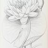 Nymphaea