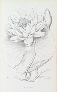 Genera florae Americae boreali-orientalis illustrata.