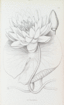 Nymphaea