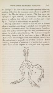 The physiology of common life