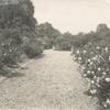 Rose garden