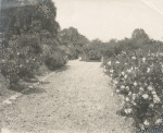 Rose garden