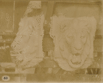 Plaster models of a lion's head