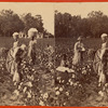 Cotton field.