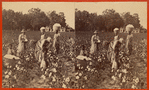 Cotton field.