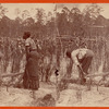 Ploughing rice. [Plowing rice.]