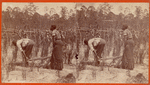 Ploughing rice. [Plowing rice.]