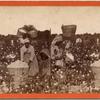 Picking cotton. [Women picking cotton.]