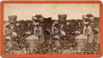 Picking cotton. [Women picking cotton.]
