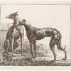 Two greyhounds, and a third dog sleeping