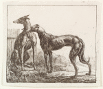 Two greyhounds, and a third dog sleeping