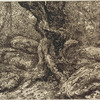 Lower part of tree trunk among rocks