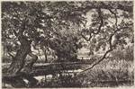 Wooden bridge across stream, gnarled tree at left