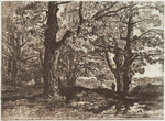 Trees, pool at right, man with stick under tree at right