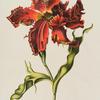 Tulipa XXV 'Le Perroquet monstre rouge'. [Large Red Parrot Tulip]