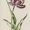 Tulipa XXV 'King Georg' [Tulip XXV]