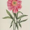 Paeonia I = La Pivoine. [Peony]