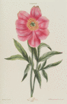 Paeonia I = La Pivoine. [Peony]