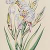 Iris III.