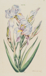 Iris III.