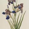 Iris II.