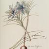 Crocvs I = The true saffron. [Crocus I ; Crocus sativus]