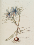 Crocvs I = The true saffron. [Crocus I ; Crocus sativus]