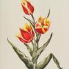 Tulipa VII 'Duc Victor'. [Tulip VIII ; Flame tulip]