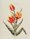 Tulipa VII 'Duc Victor'. [Tulip VIII ; Flame tulip]