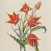 Tulipa XI 'Orange Duc Thol'. [Tulip XI]