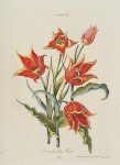 Tulipa XI 'Orange Duc Thol'. [Tulip XI]