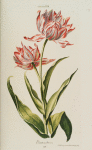 Tulipa XIII 'Eintracht'. [Tulip XIII]